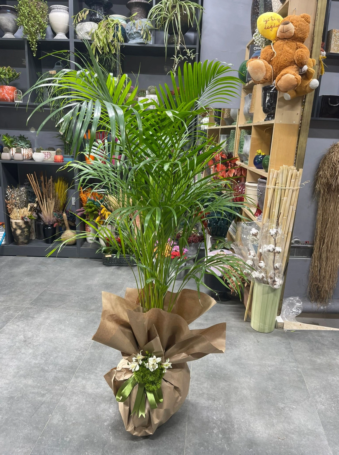 Areka Saksı Çiçeği