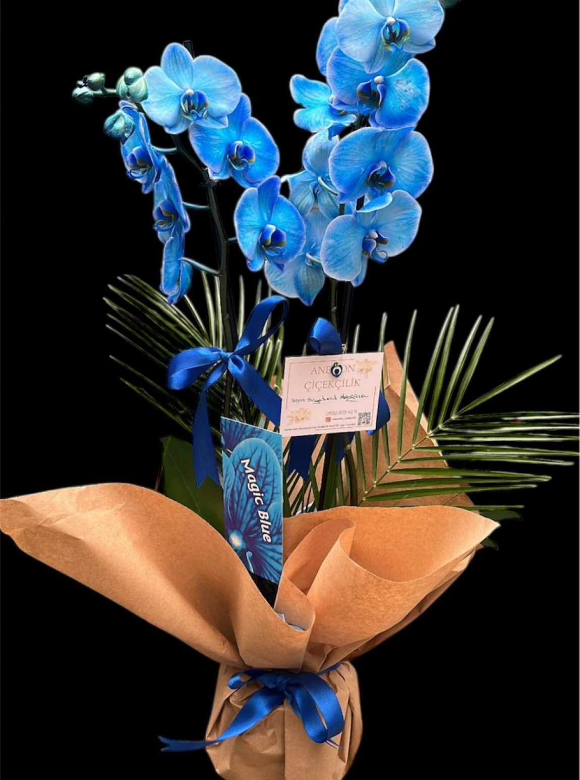 Çi̇ft Dalli Mavi̇ Orki̇de