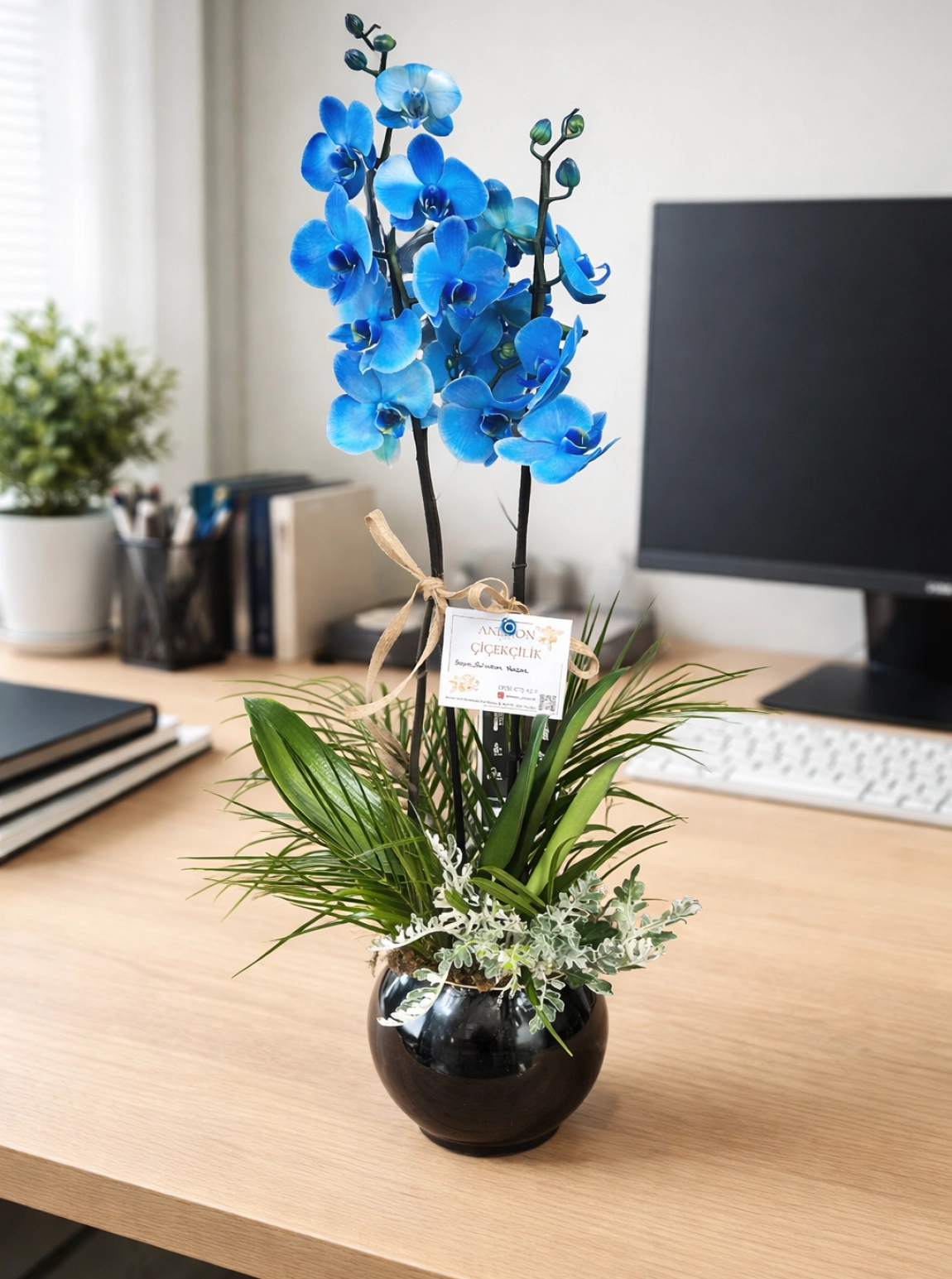 Çi̇ft Dalli Mavi̇ Orki̇de