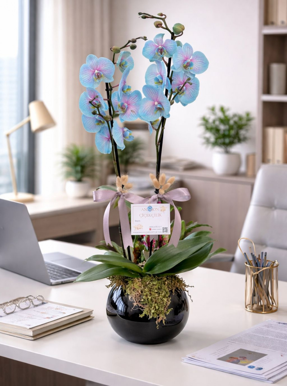 Çi̇ft Dalli Wonder Orki̇de