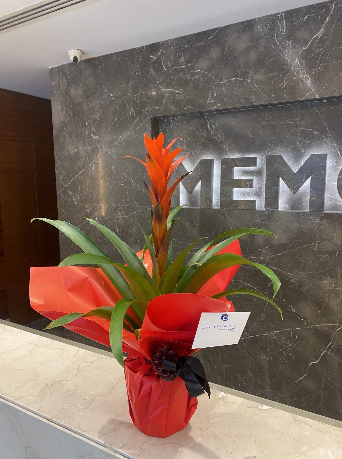 Guzmanya Saksi Çi̇çeği̇