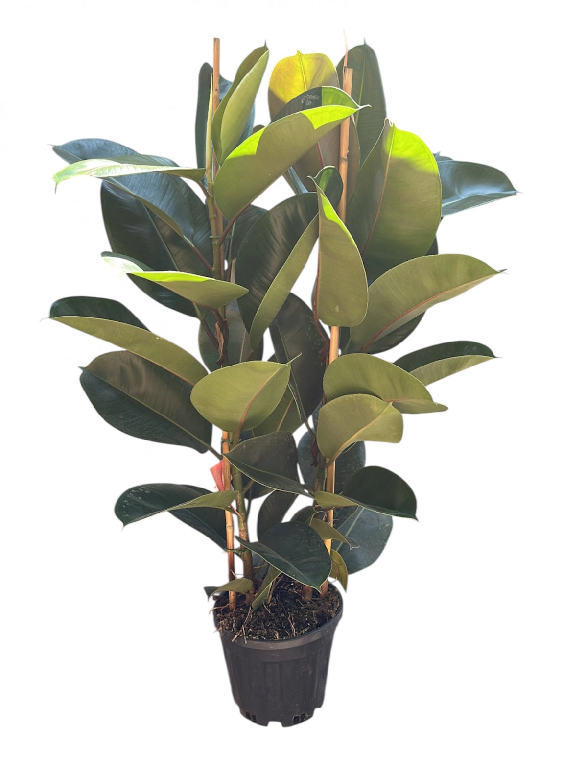 Kauçuk Saksi Çi̇çeği̇