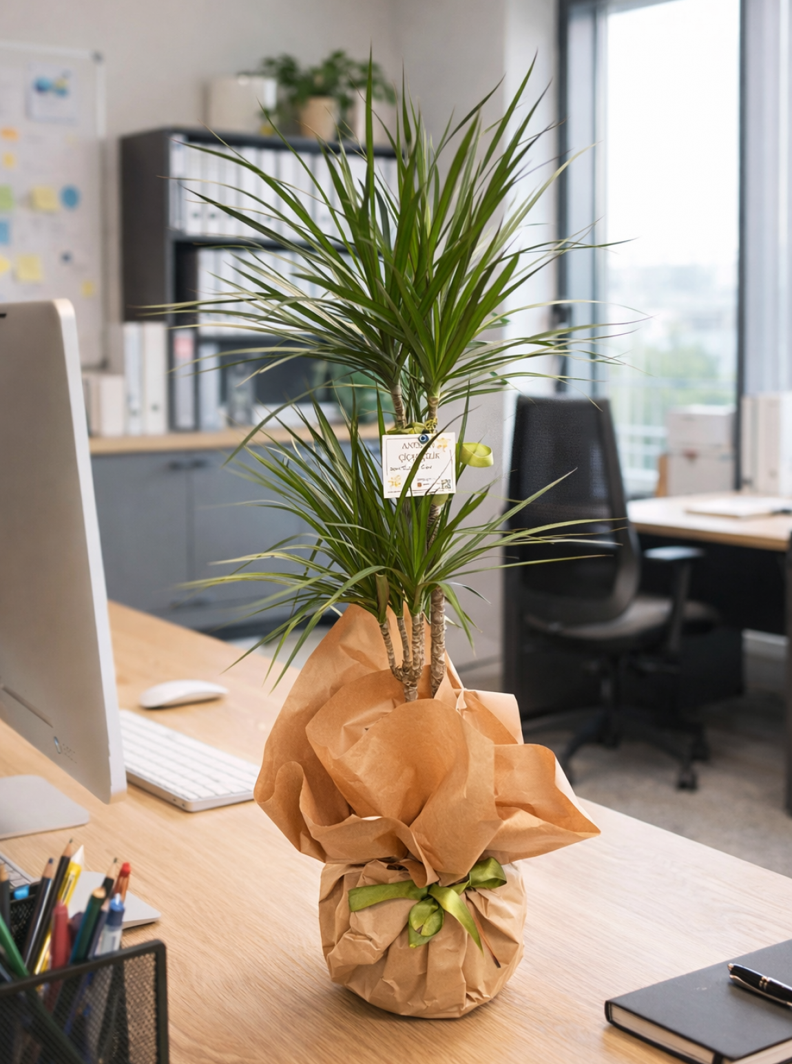 Marginata Saksi Çi̇çeği̇ (2Dalli)