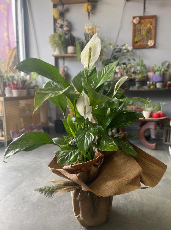 Bariş Çi̇çeği̇