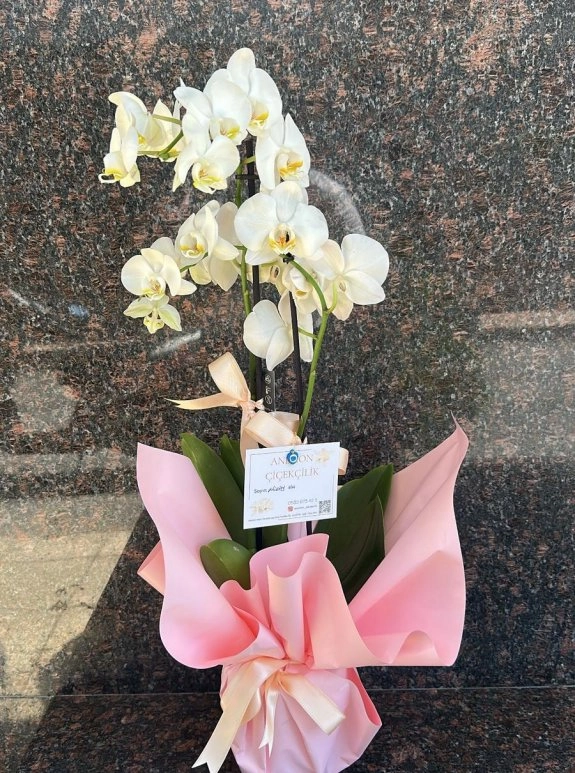 Çi̇ft Dalli Beyaz Orki̇de