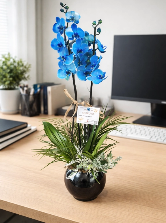 Çi̇ft Dalli Mavi̇ Orki̇de