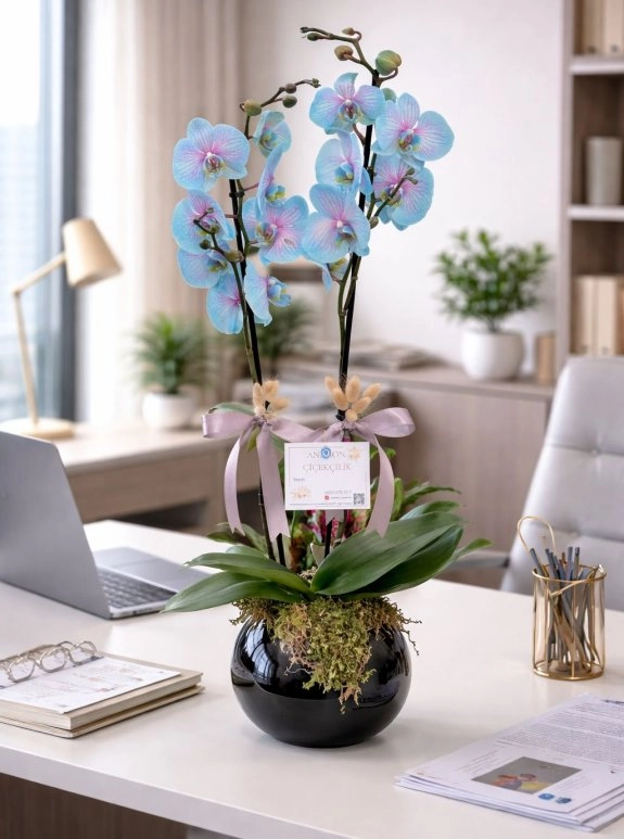 Çi̇ft Dalli Wonder Orki̇de