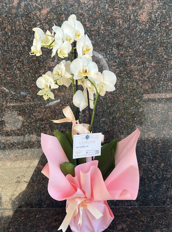 Çi̇ft Dalli Beyaz Orki̇de