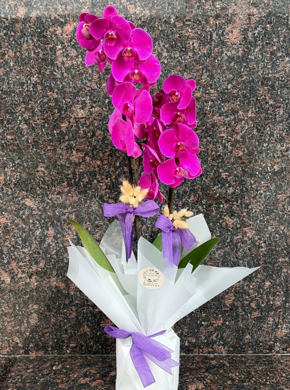 Çift Dallı Mor Orkide