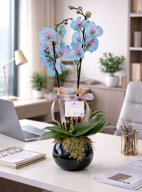 Çi̇ft Dalli Wonder Orki̇de