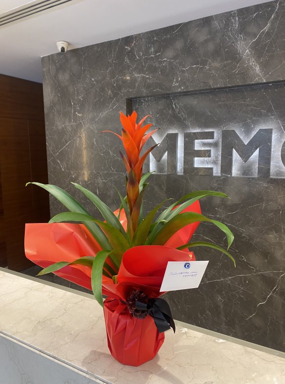 Guzmanya Saksi Çi̇çeği̇