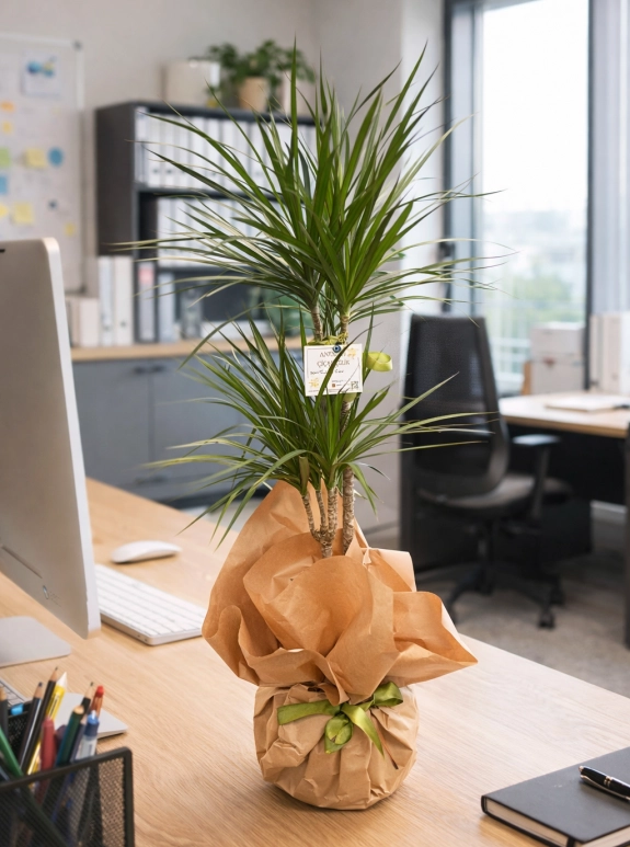 Marginata Saksi Çi̇çeği̇ (2Dalli)